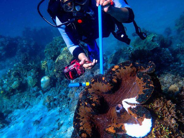 Tridacna gigas