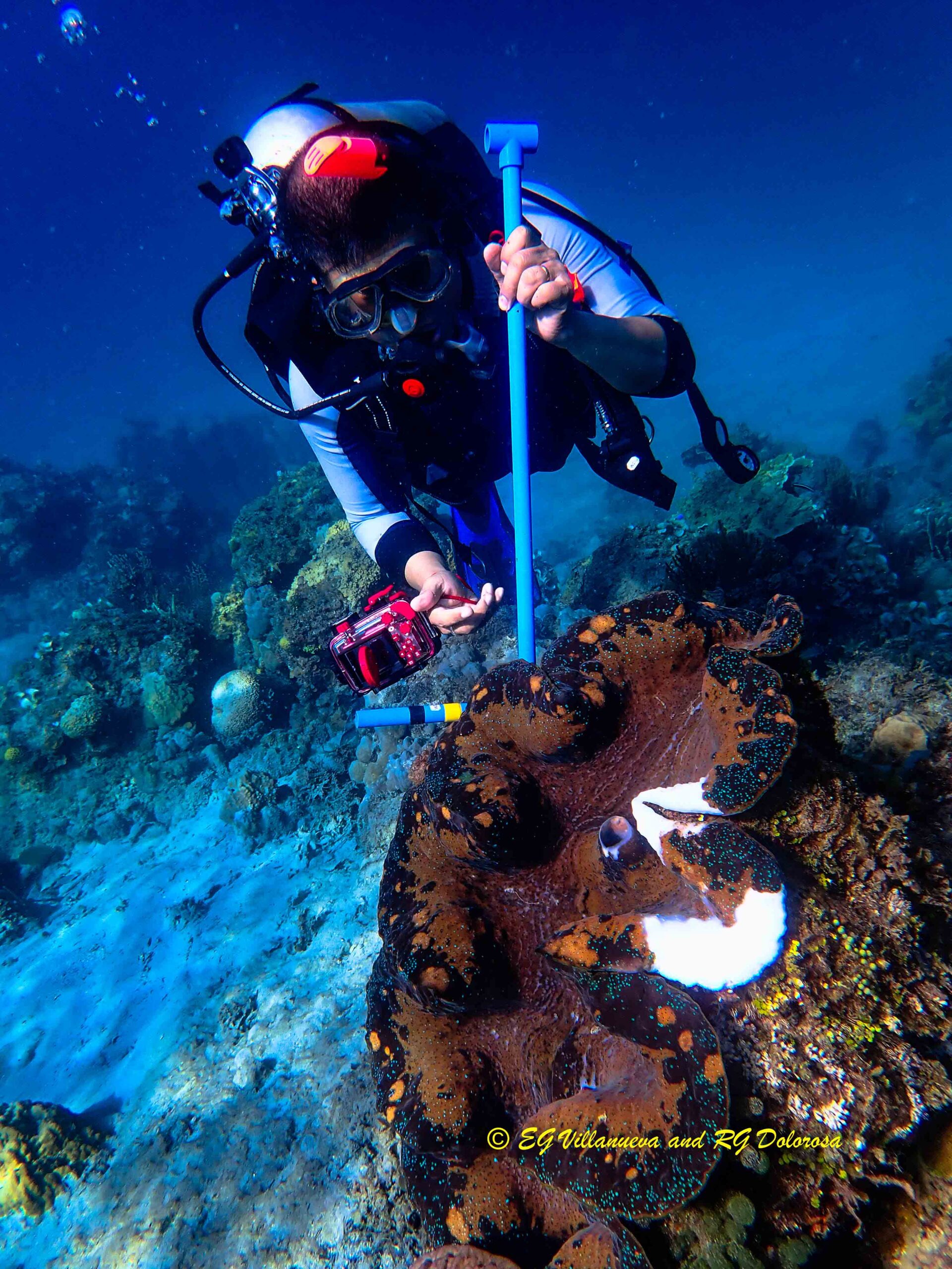Tridacna gigas