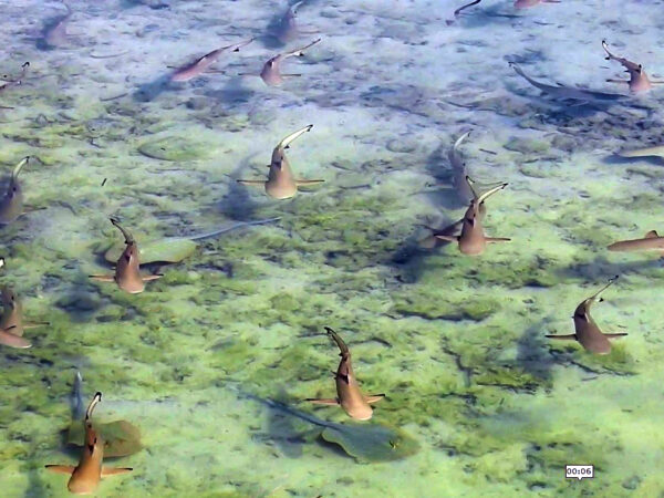 Carcharhinus melanopterus