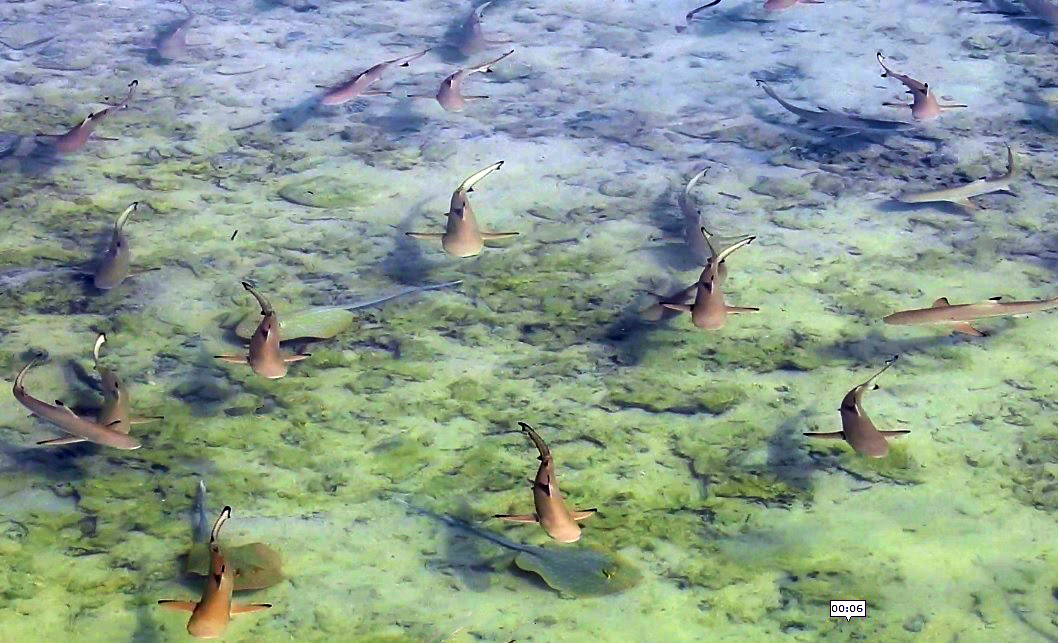 Carcharhinus melanopterus