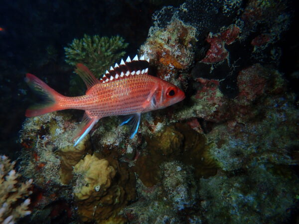 Neoniphon opercularis