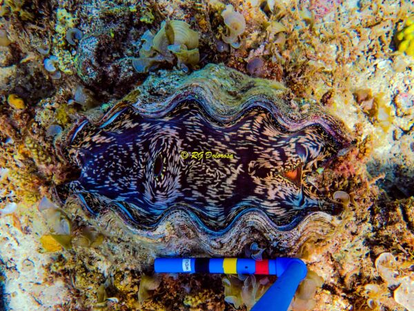 Tridacna derasa
