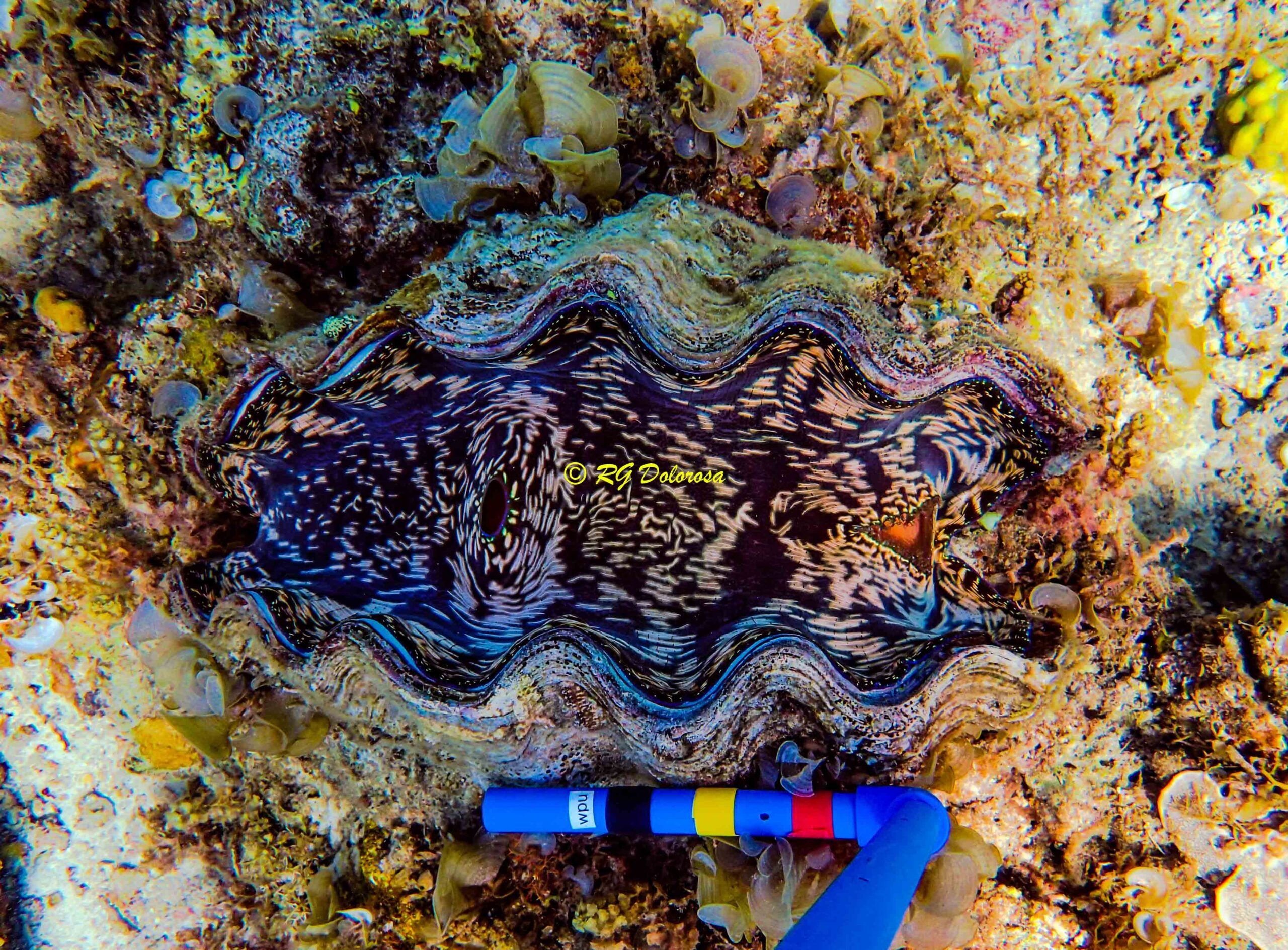Tridacna derasa