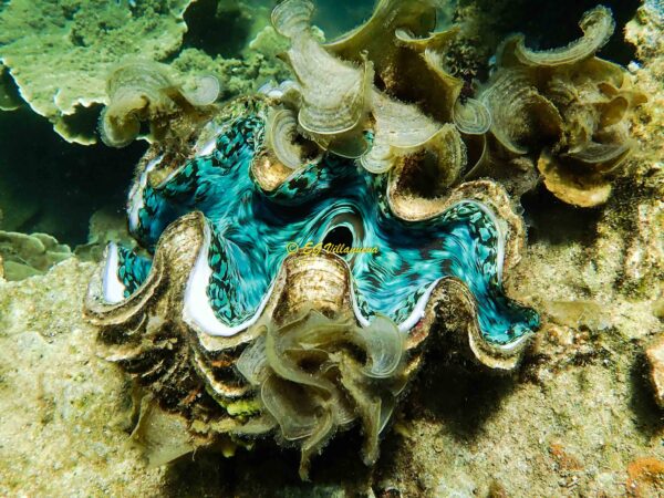 Tridacna squamosa