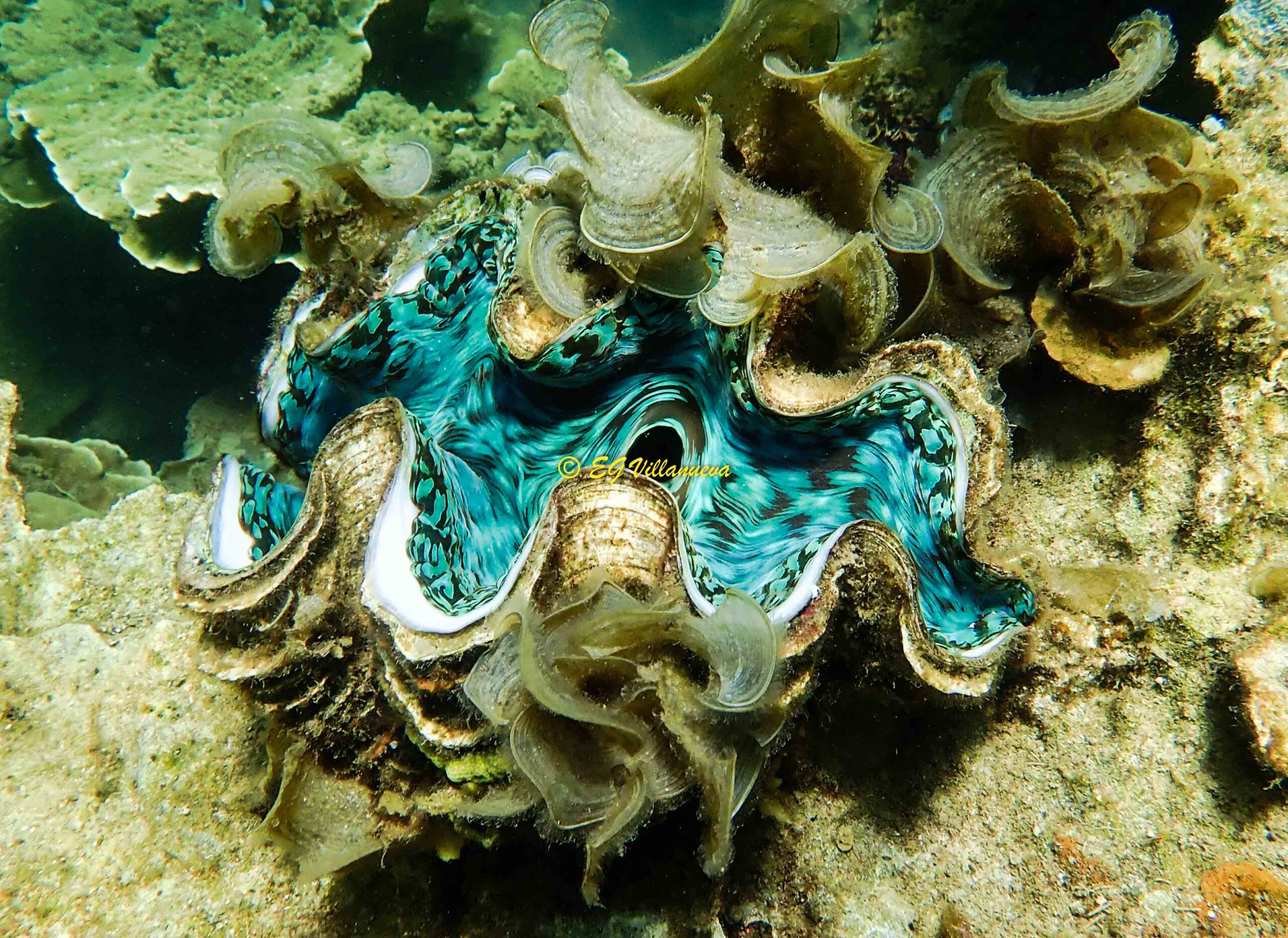 Tridacna squamosa