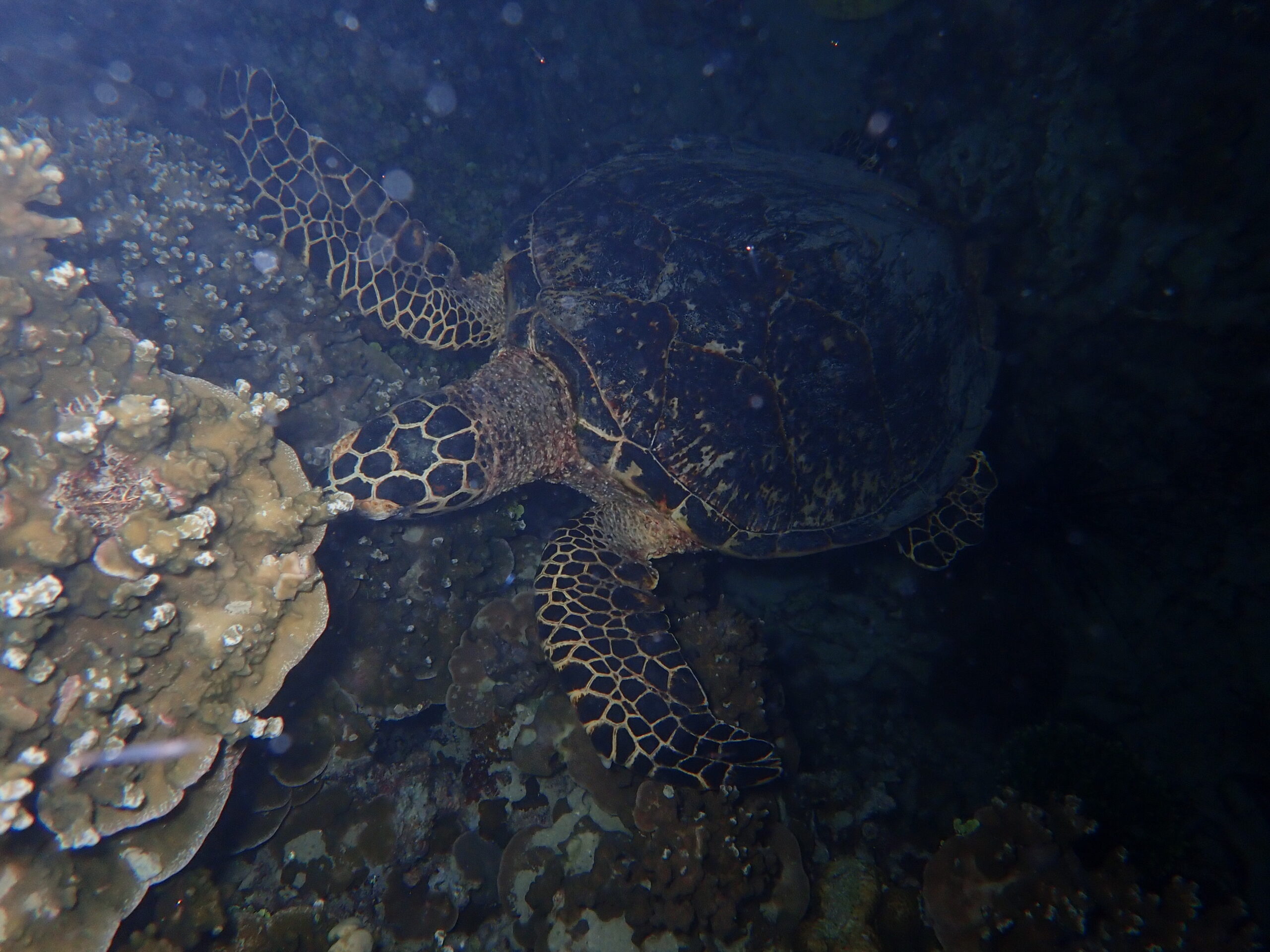 Eretmochelys imbricata