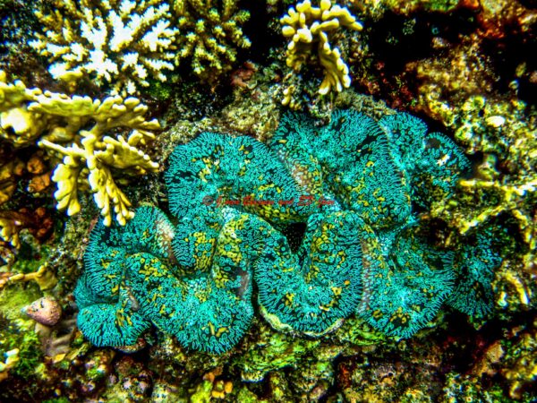 Tridacna noae