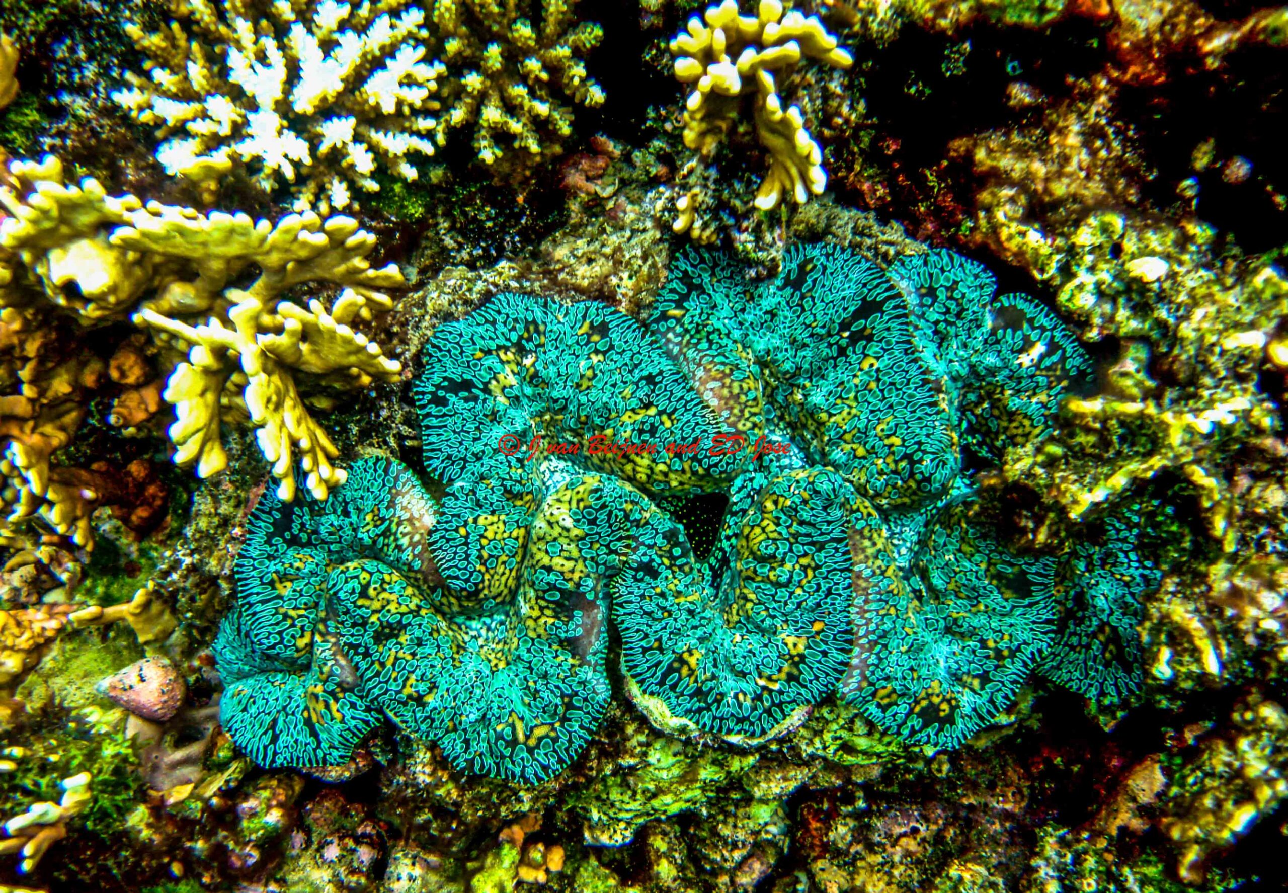 Tridacna noae