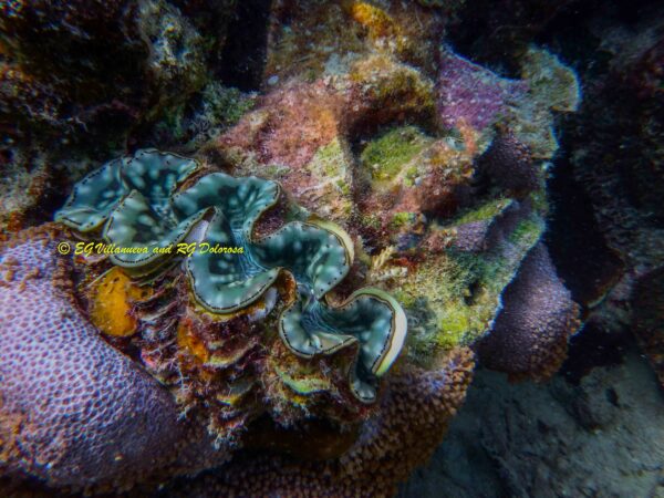 Tridacna maxima