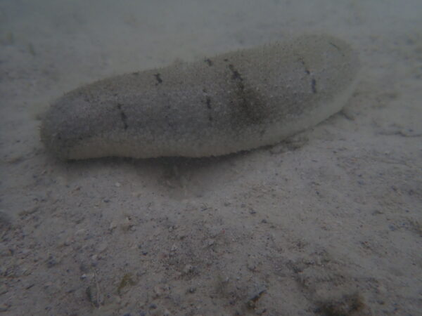 Holothuria scabra