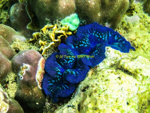 Tridacna crocea