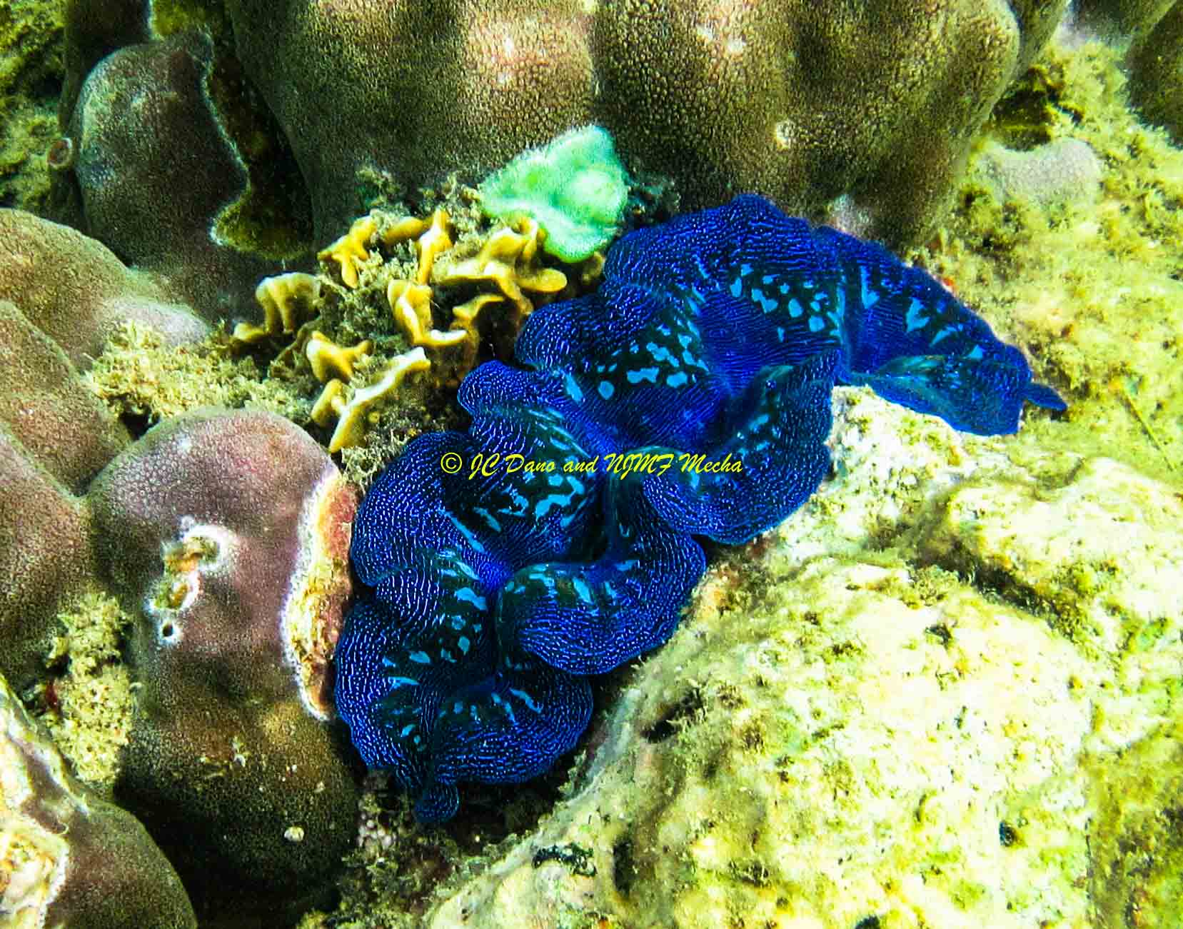 Tridacna crocea