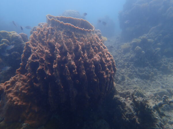 Xestospongia testudinaria