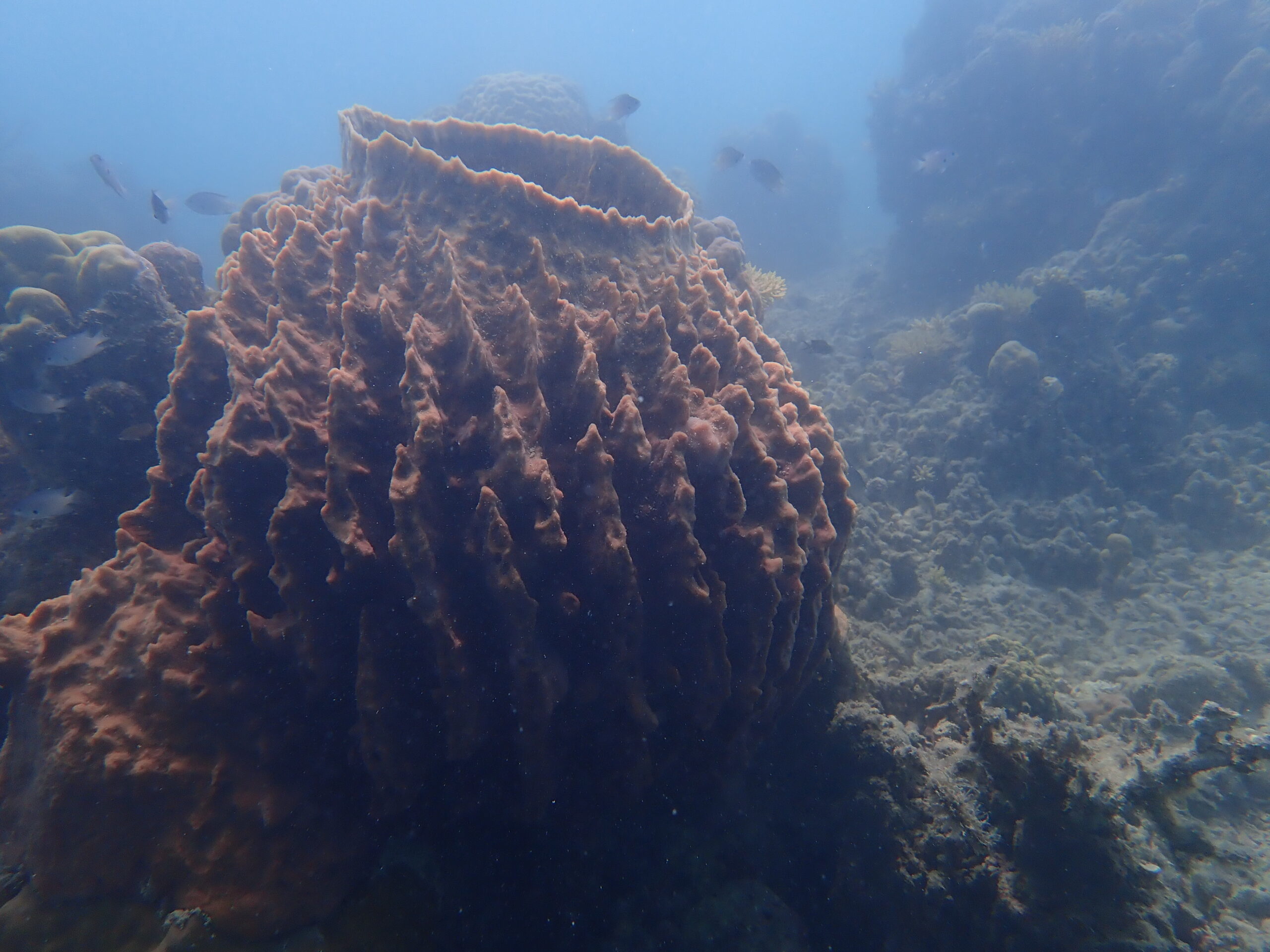 Xestospongia testudinaria