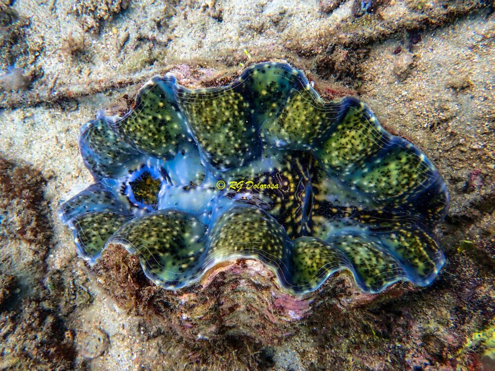 Hippopus porcellanus