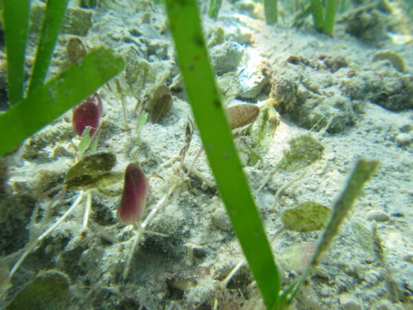 Halophila ovalis