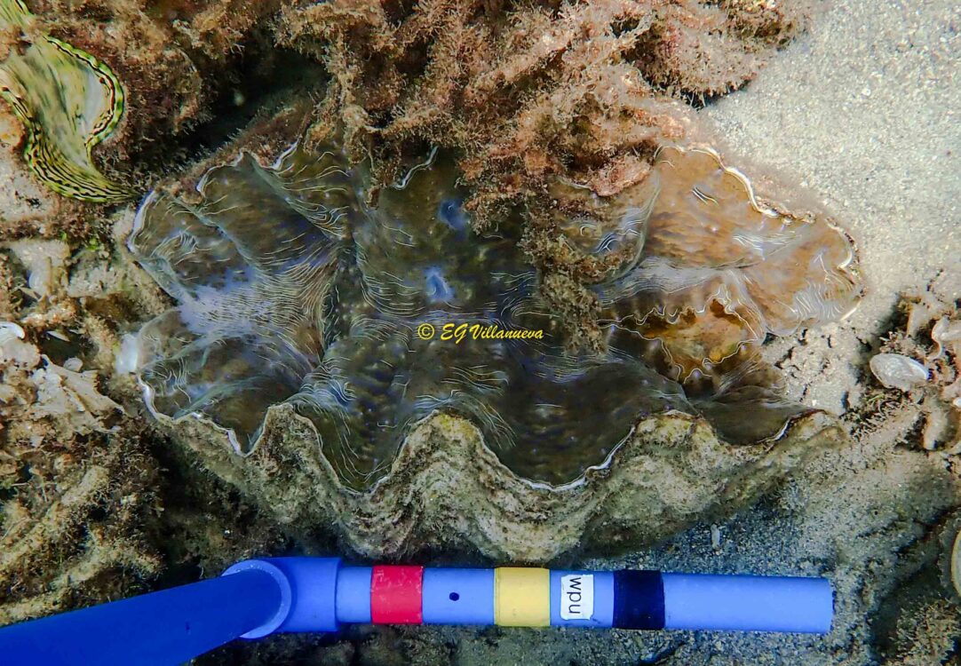 Hippopus hippopus