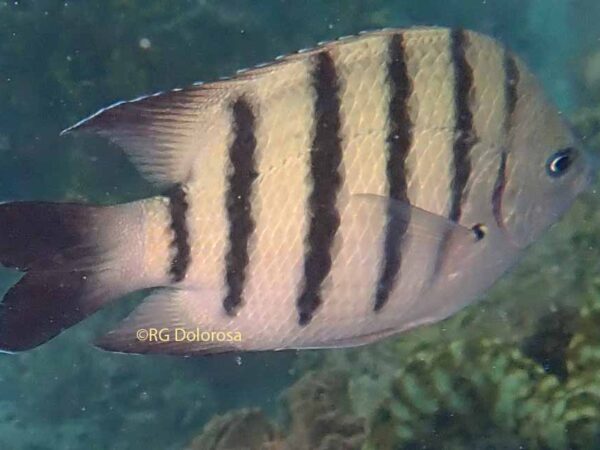 Abudefduf bengalensis