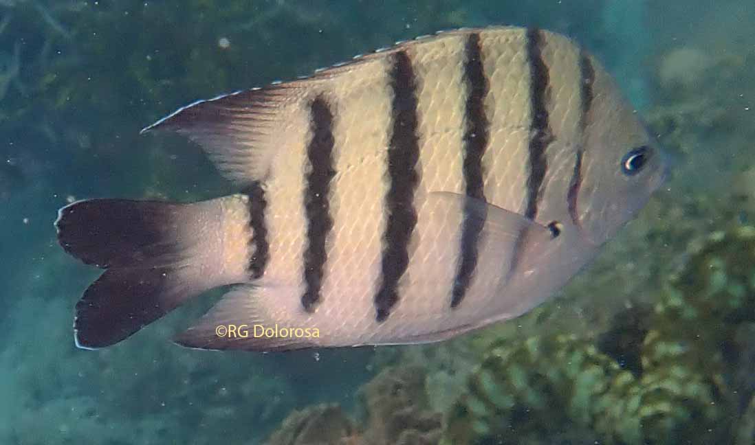 Abudefduf bengalensis