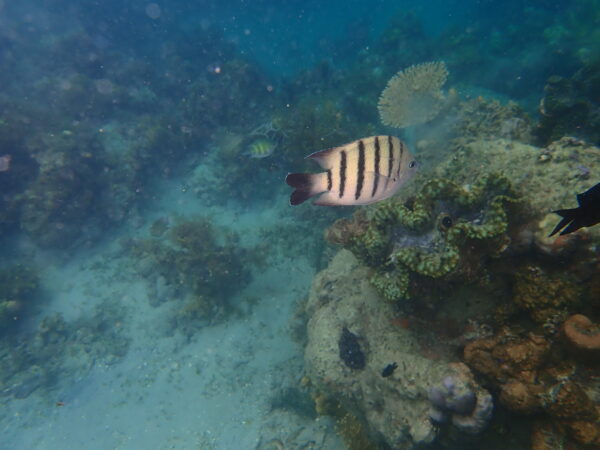 Abudefduf bengalensis