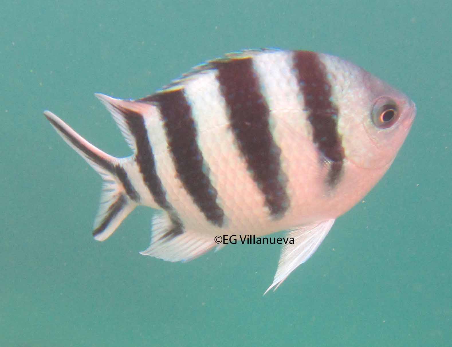 Abudefduf sexfasciatus