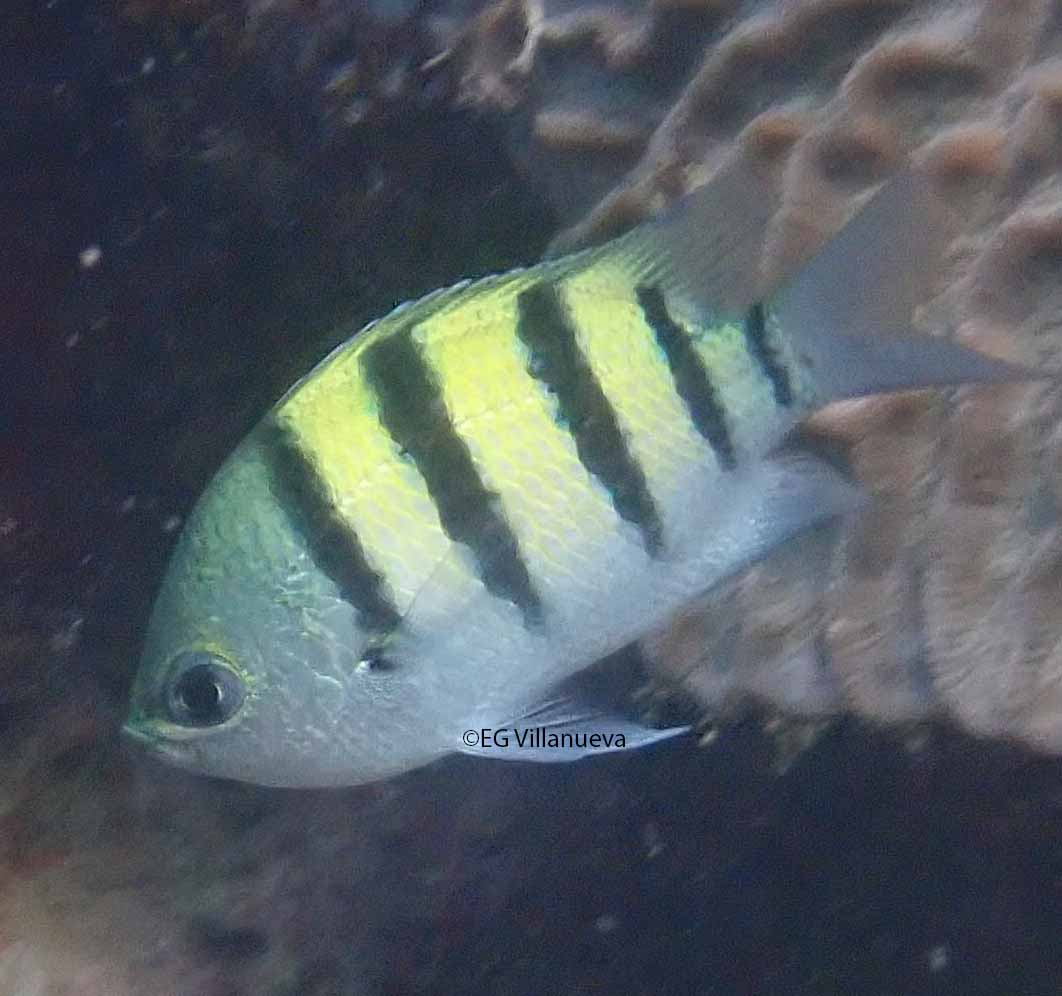 Abudefduf vaigensis