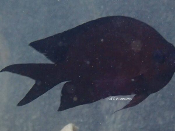 Acanthochromis polycanthus