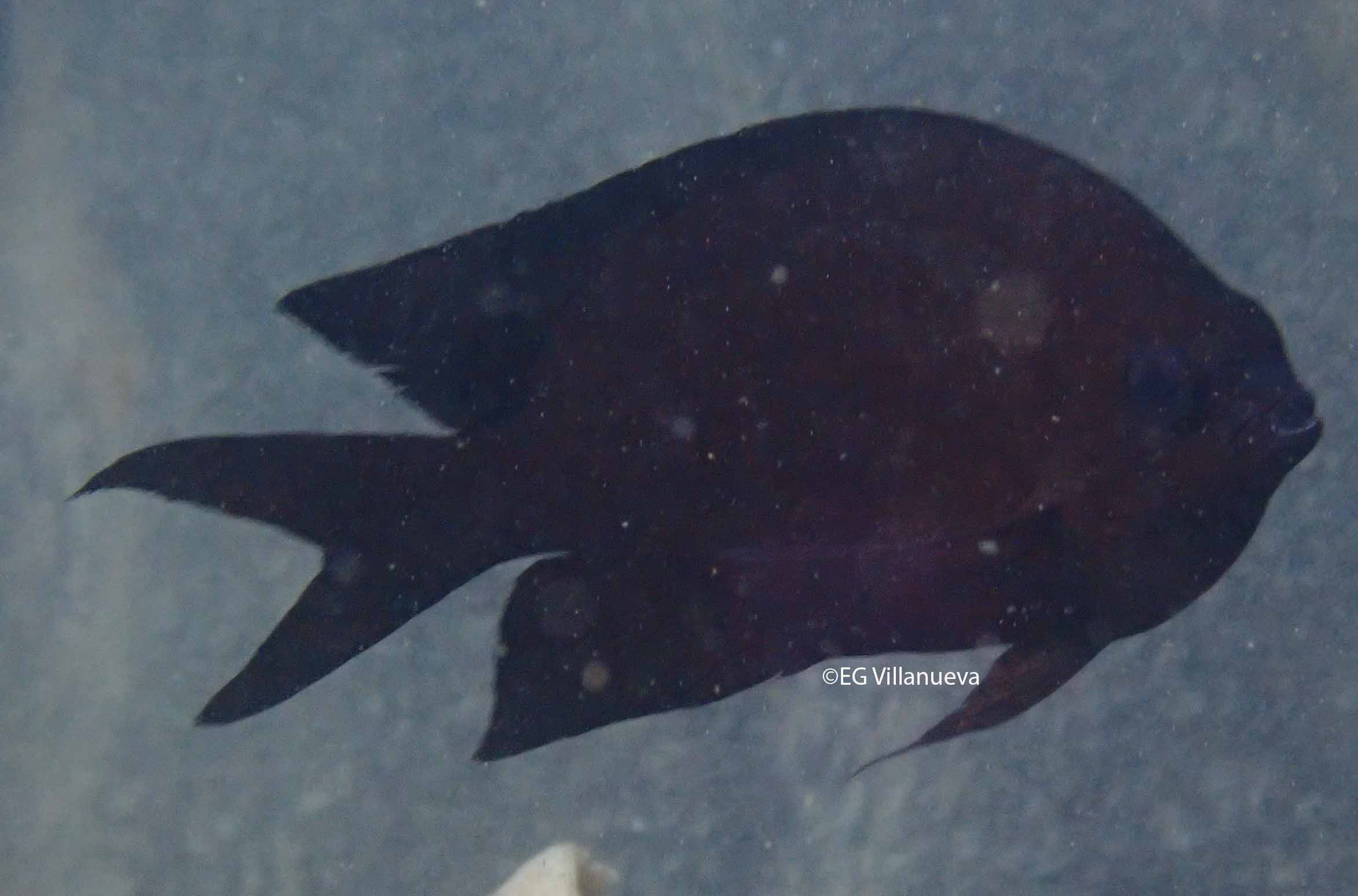Acanthochromis polycanthus