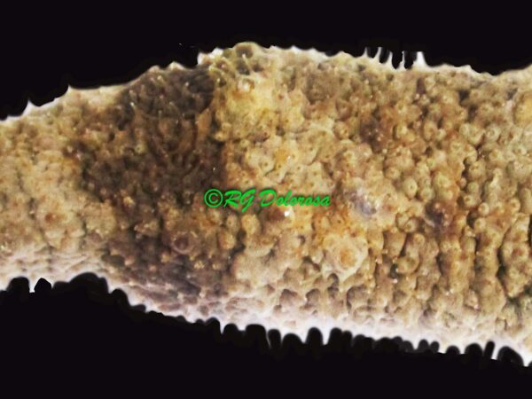 Actinopyga echinites