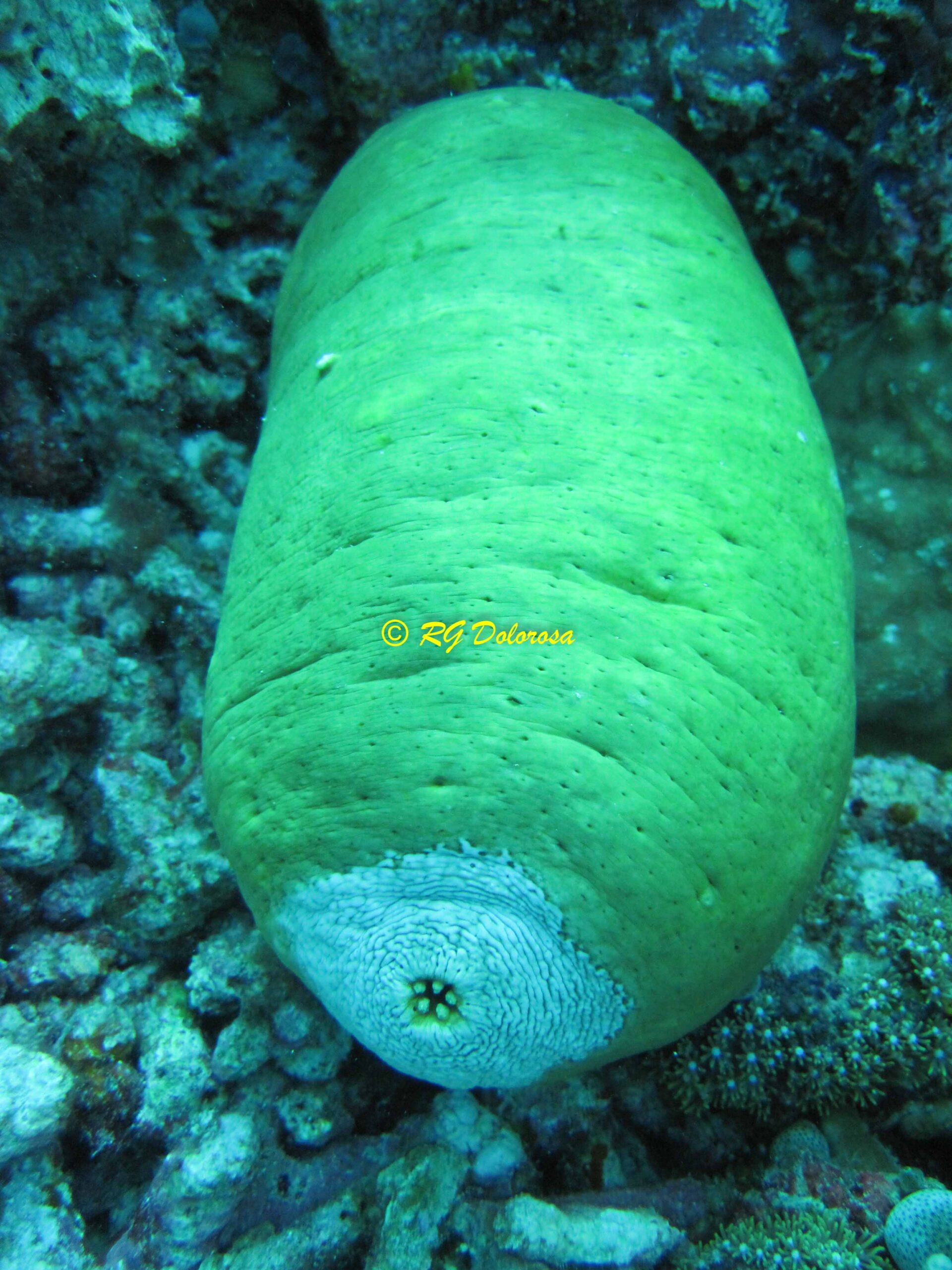 Actinopyga lecanora