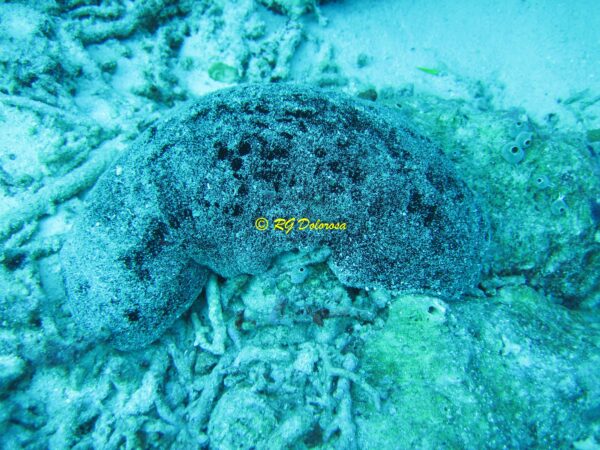 Actinopyga palauensis