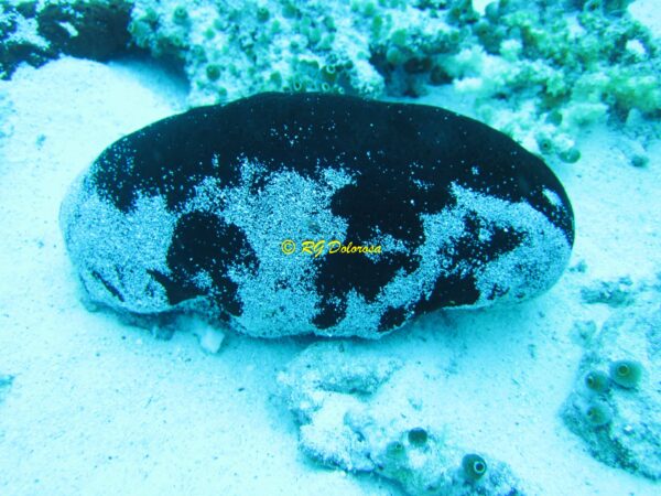 Actinopyga sp.1