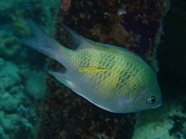 Amblyglyphidodon curacao