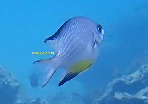 Amblyglyphidodon leugocaster