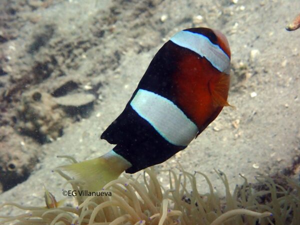 Amphiprion clarkii