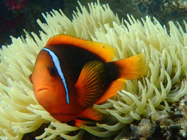 Amphiprion frenatus