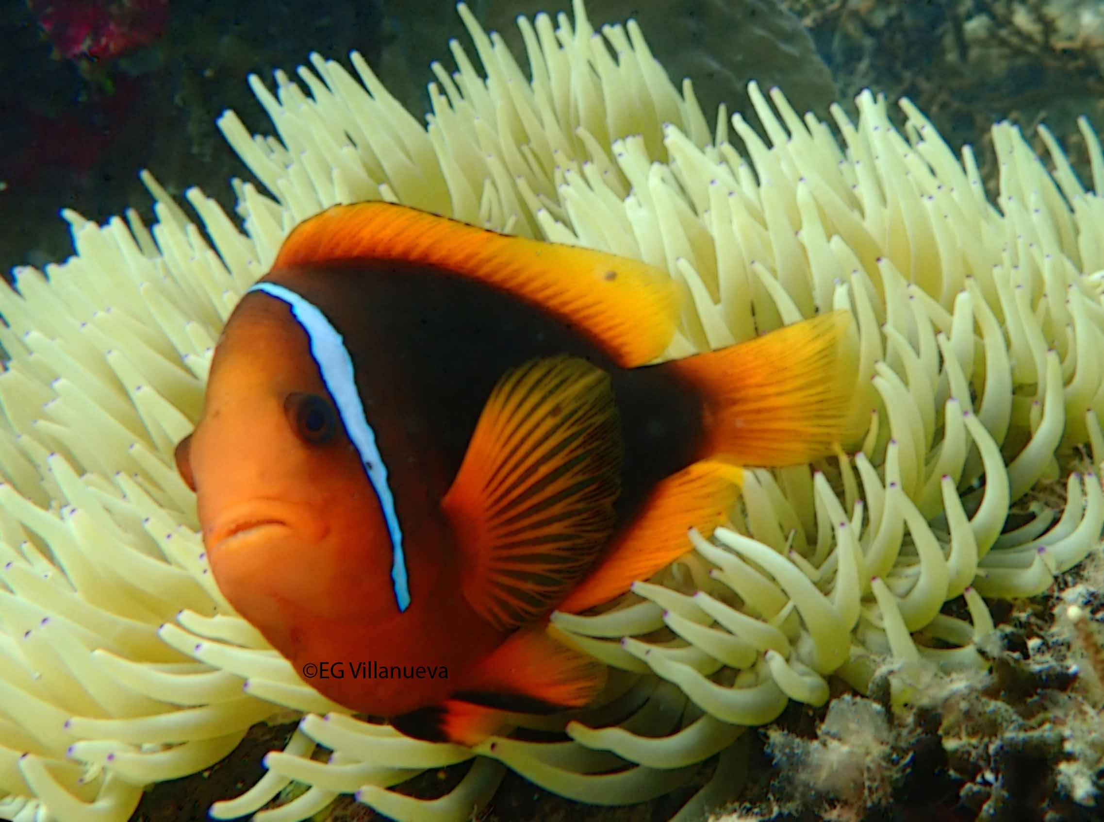Amphiprion frenatus