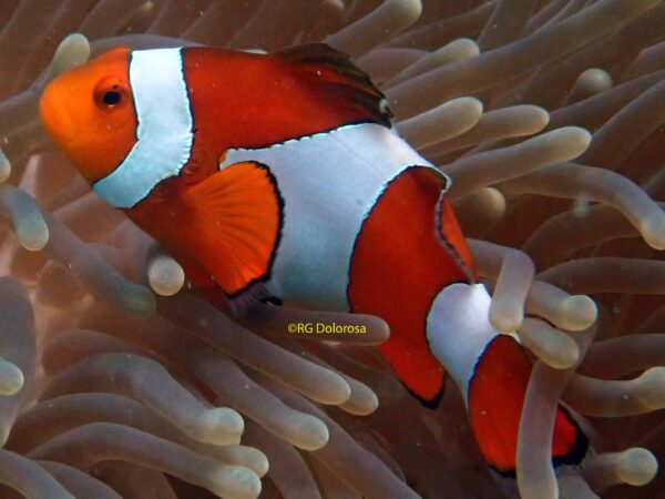Amphiprion occellaris