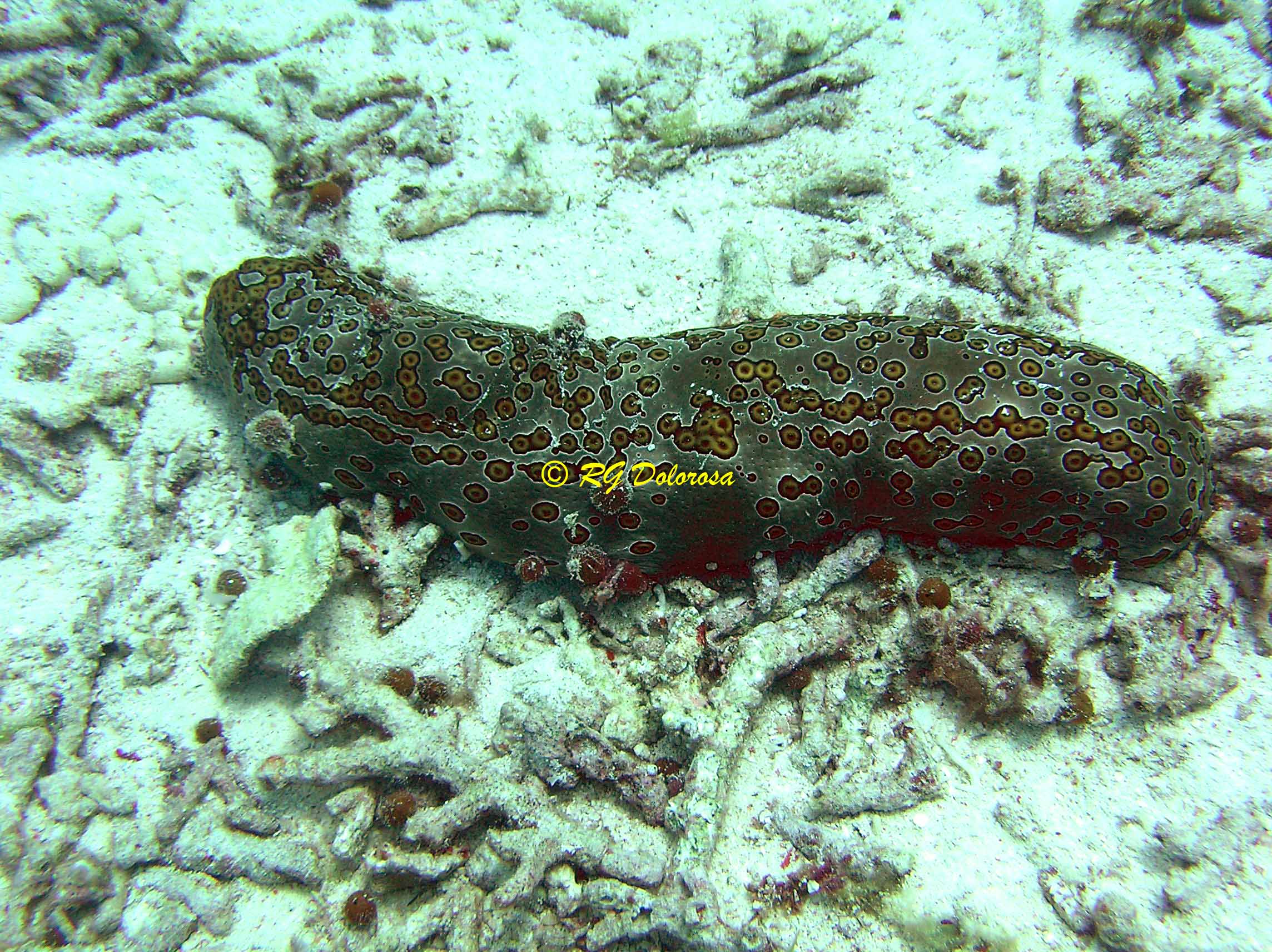 Bohadschia argus