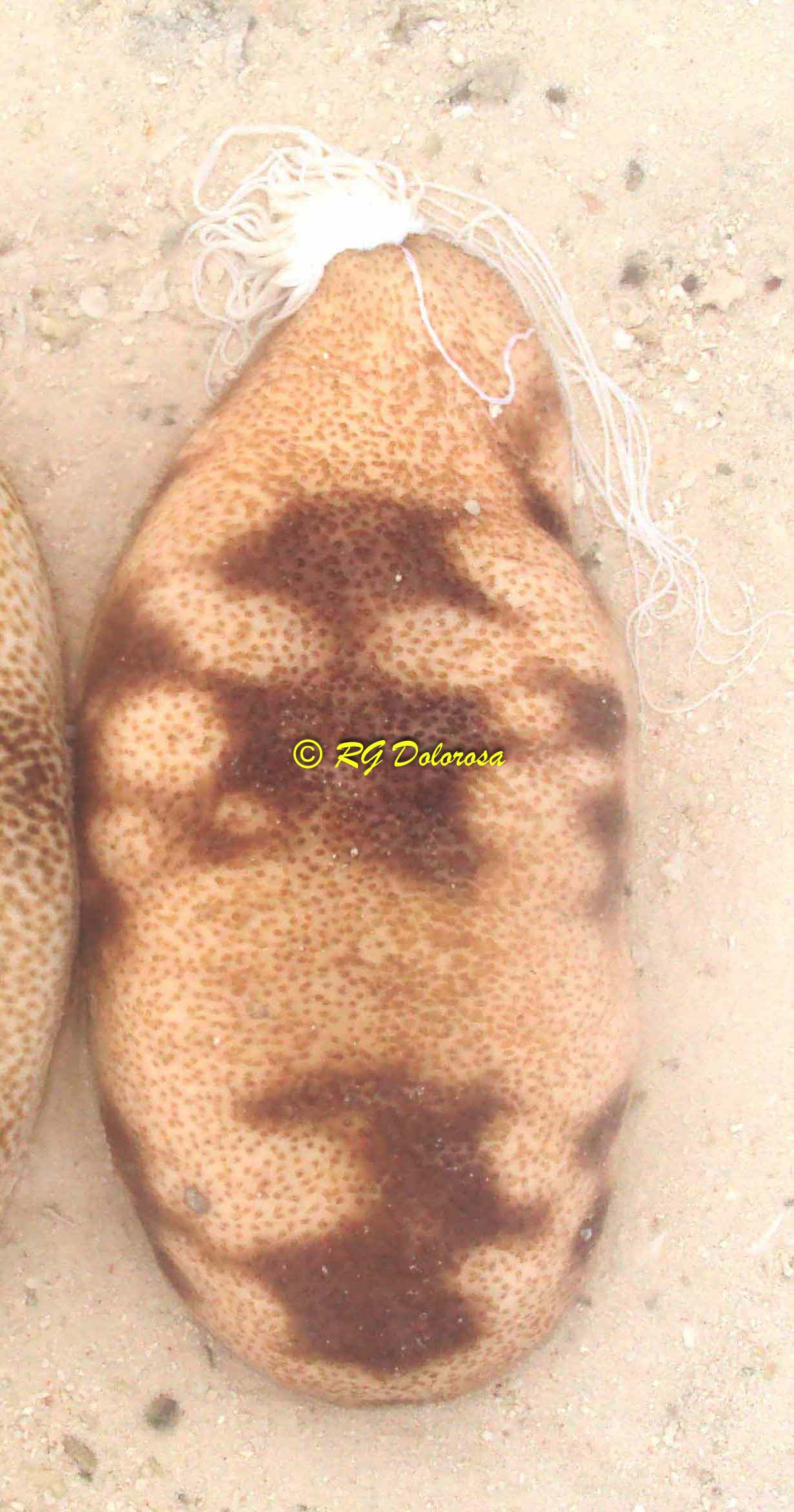 Bohadschia koellikeri