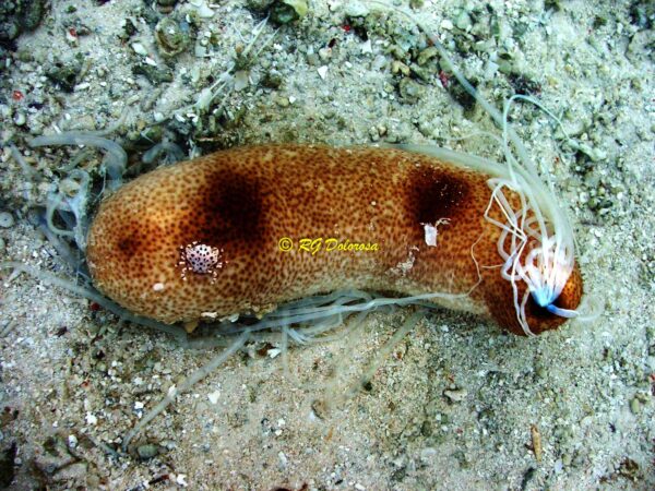 Bohadschia vitiensis