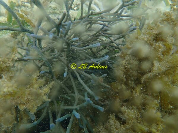 Callyspongia (Cladochalina) samarensis