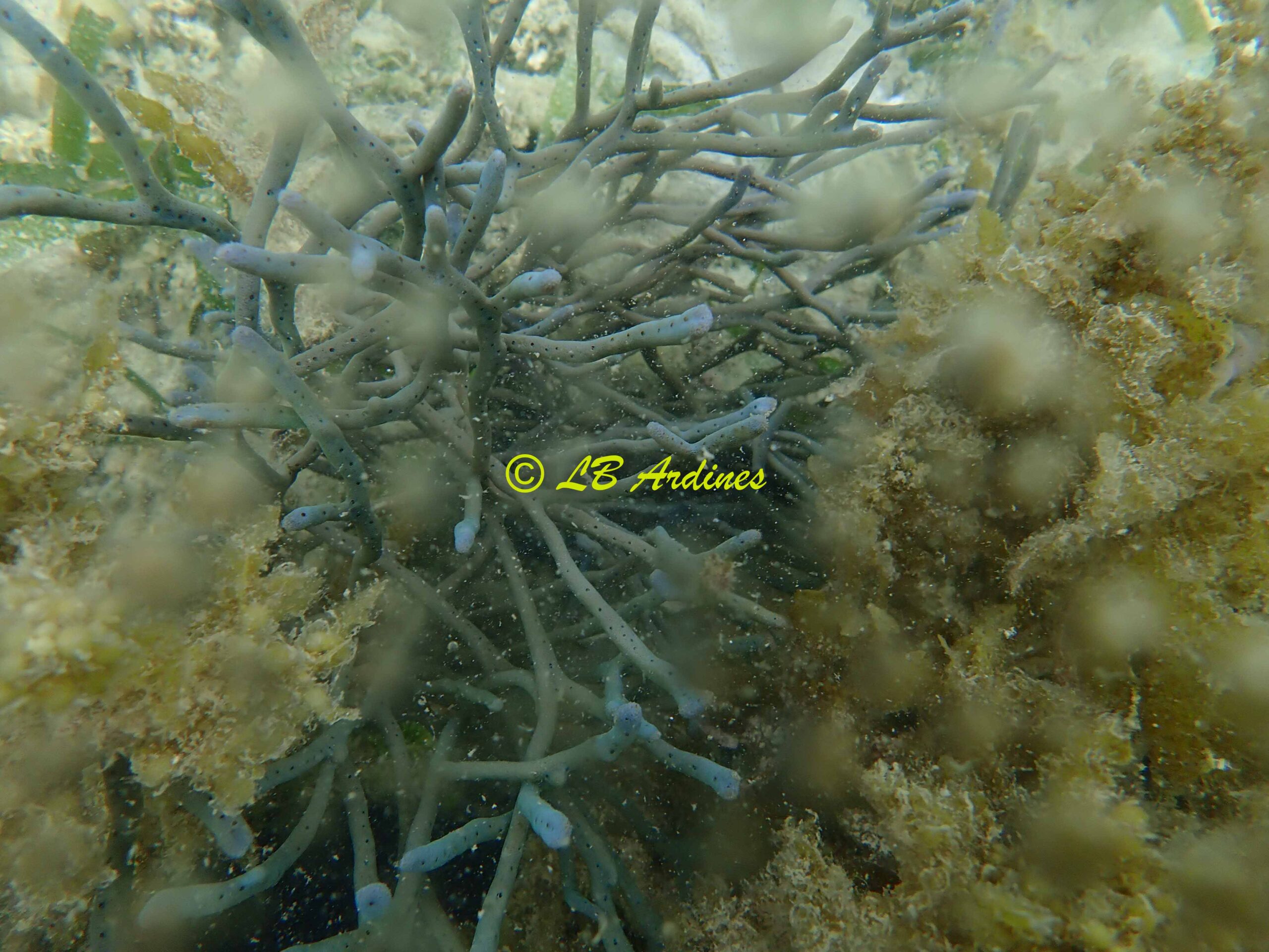 Callyspongia (Cladochalina) samarensis
