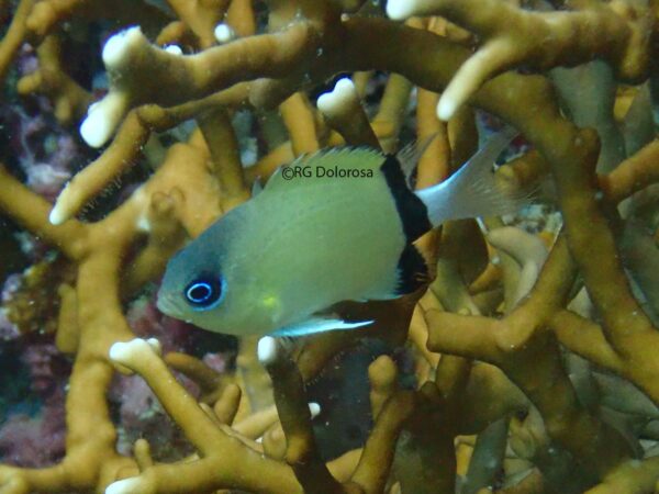 Chromis retrofasciata