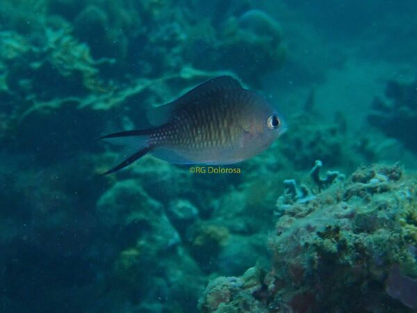 Chromis ternatensis