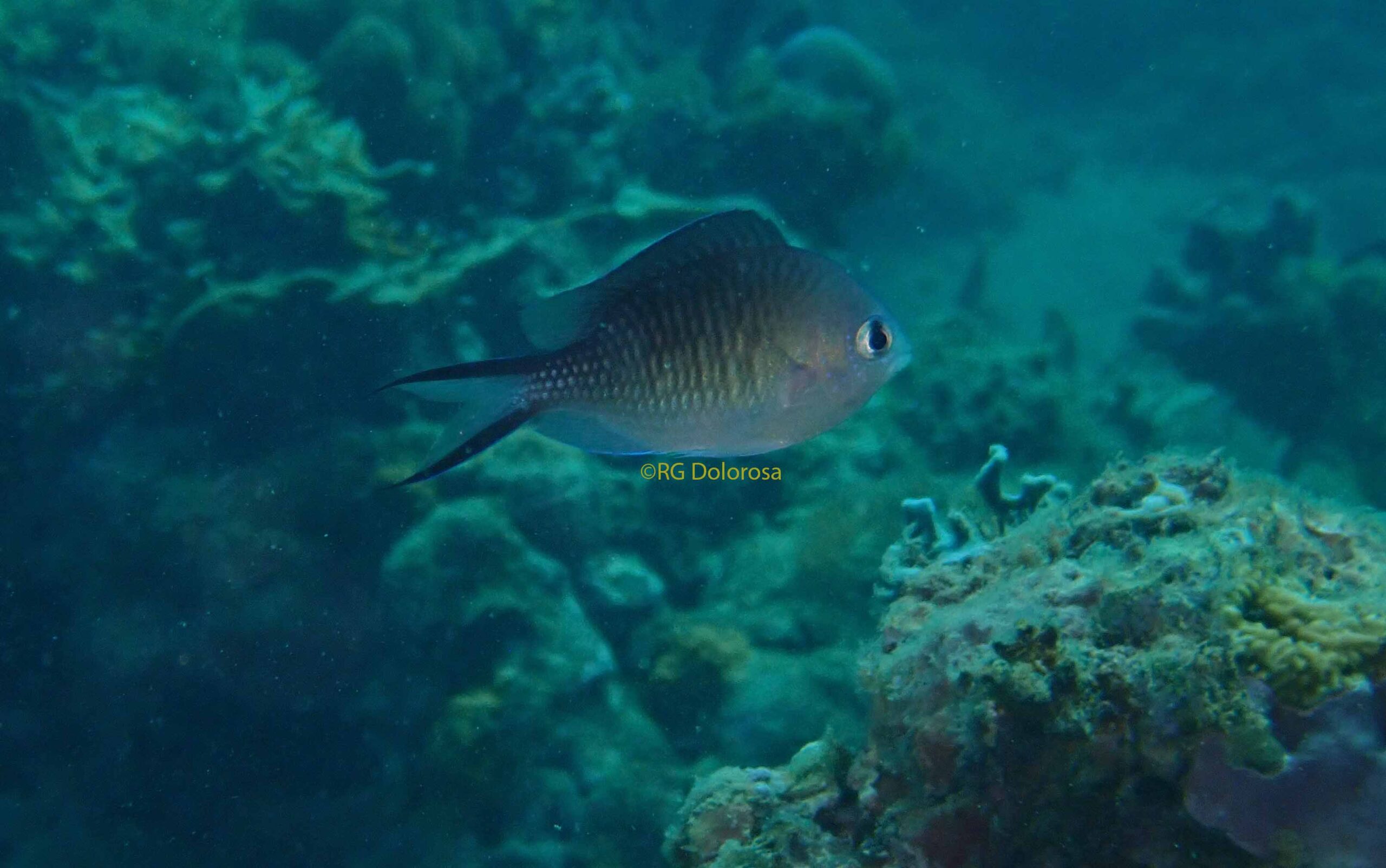 Chromis ternatensis