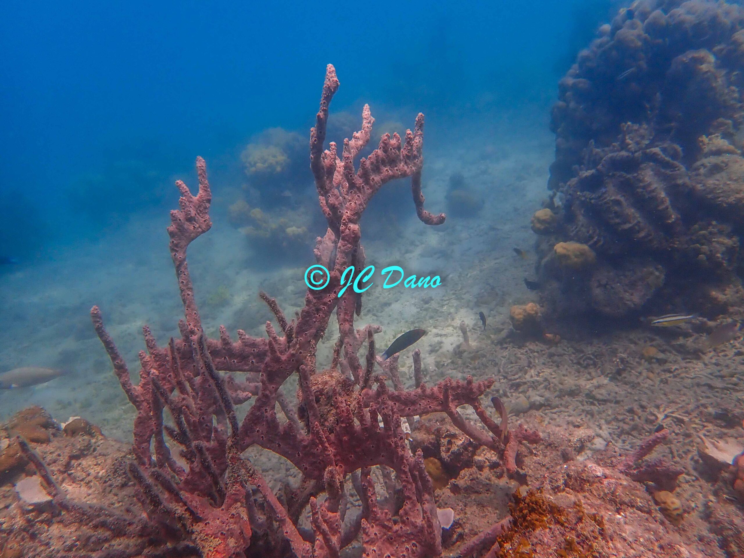 Clathria (Thalysias) cervicornis