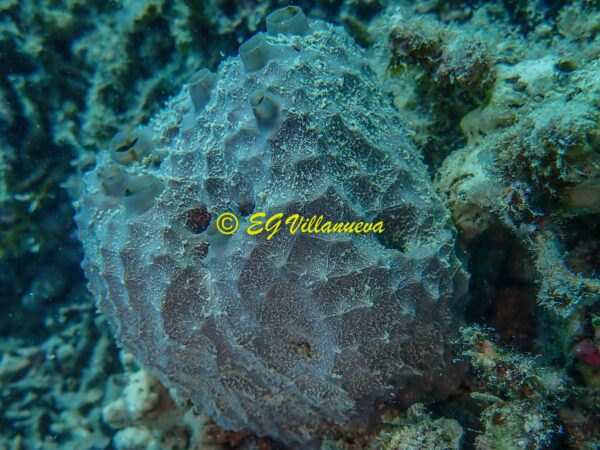 Coscinoderma mathewsi
