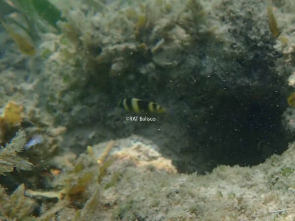 Dischistodus fasciatus