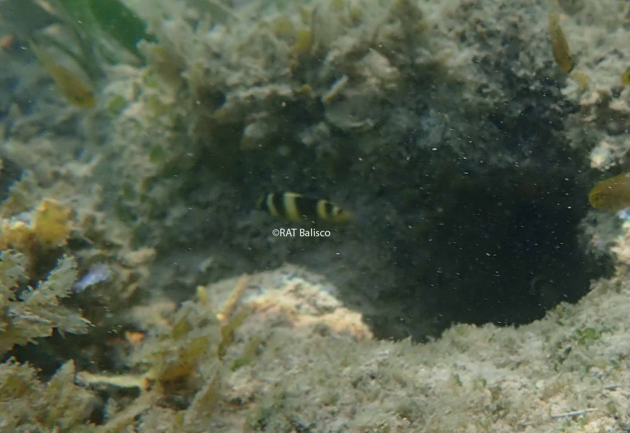 Dischistodus fasciatus